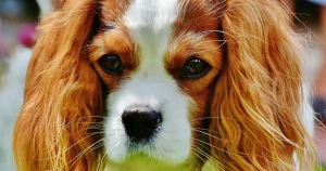 Cavalier King Charles španijel - poreklo, osobine, nega i ishrana