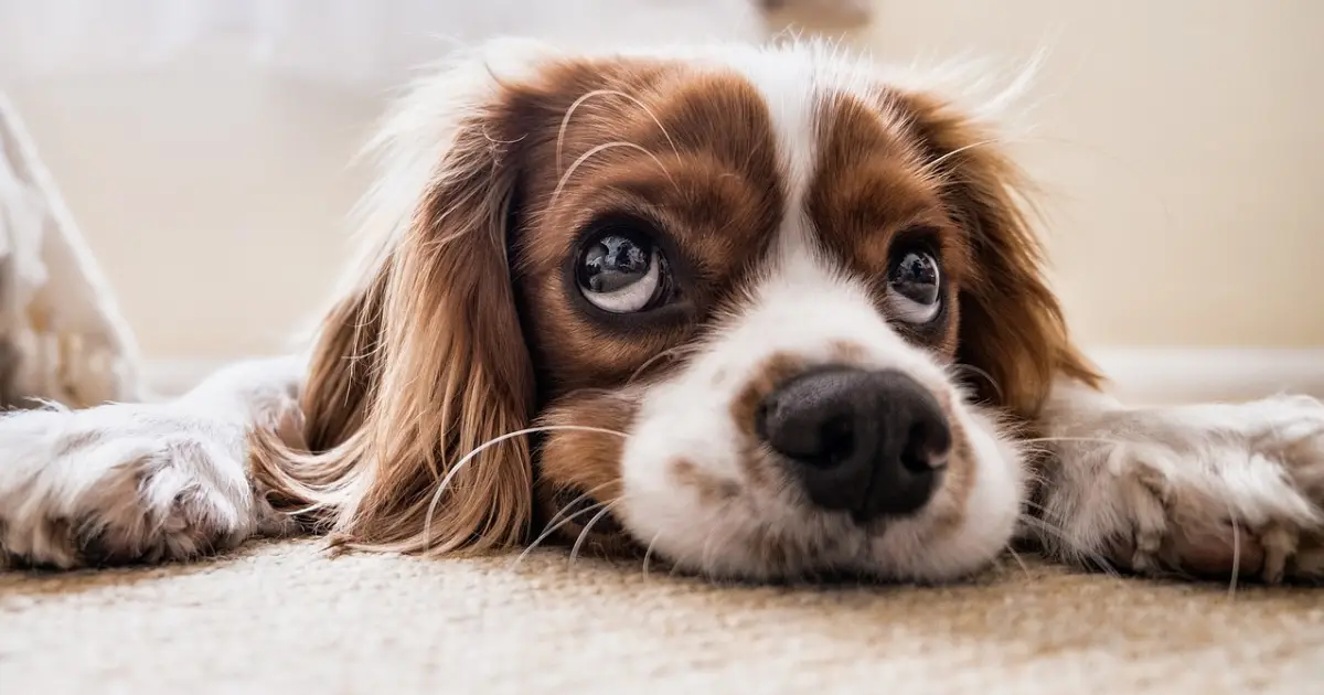 Cavalier King Charles spanijel