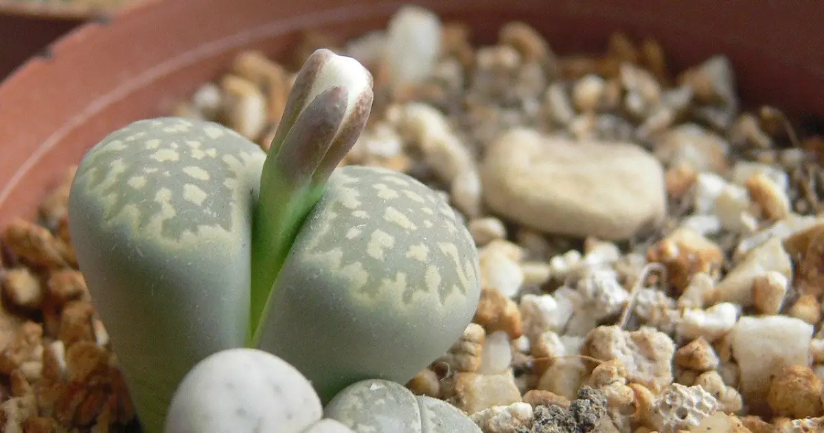 Kameni cvet Lithops