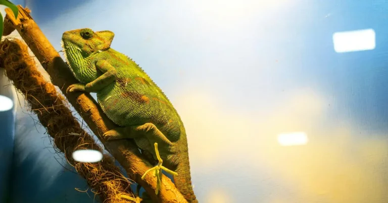 Održavanje Optimalne Temperature u Terarijumu: Saveti i Trikovi