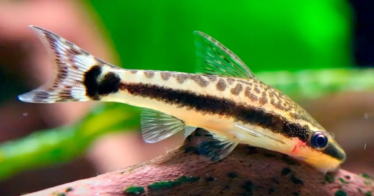 Otocinclus Affinis