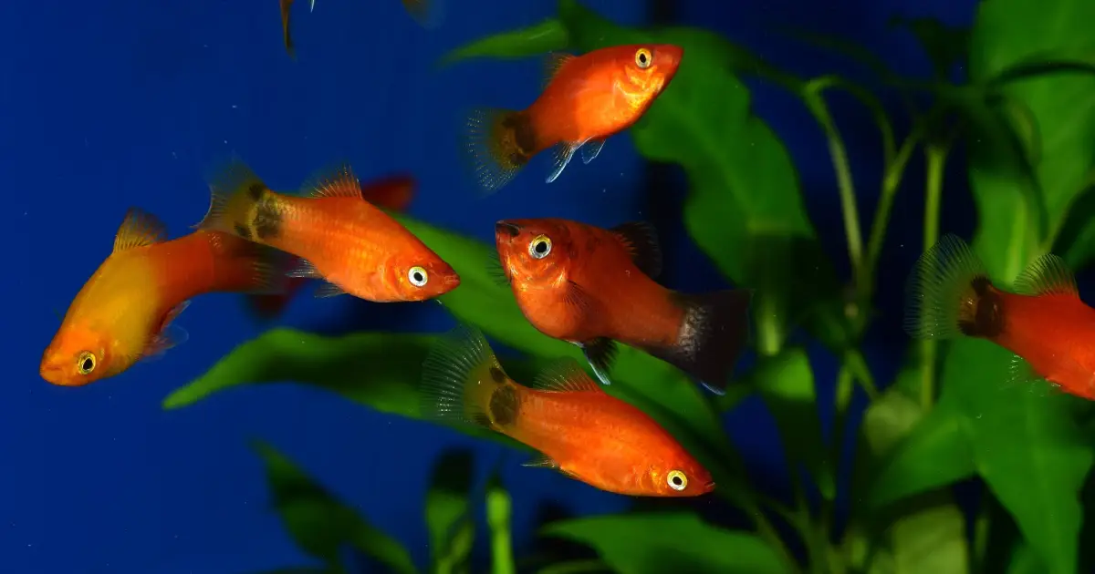 Platy Xiphophorus maculatus