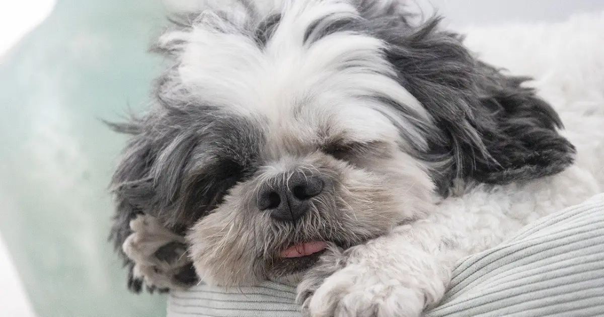 Shih Tzu