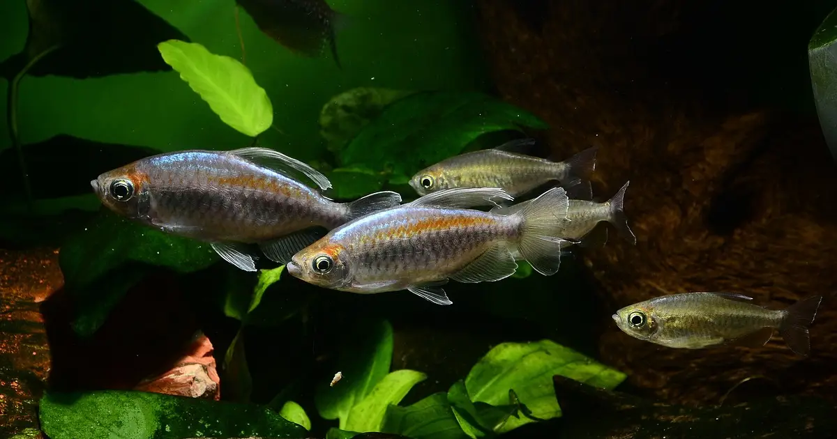 Tetra ribe Familia Characidae