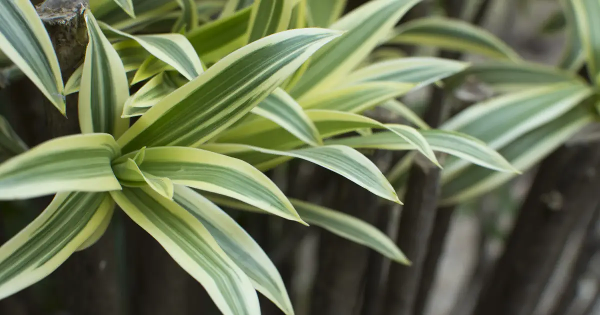 Zmajeva biljka Dracaena