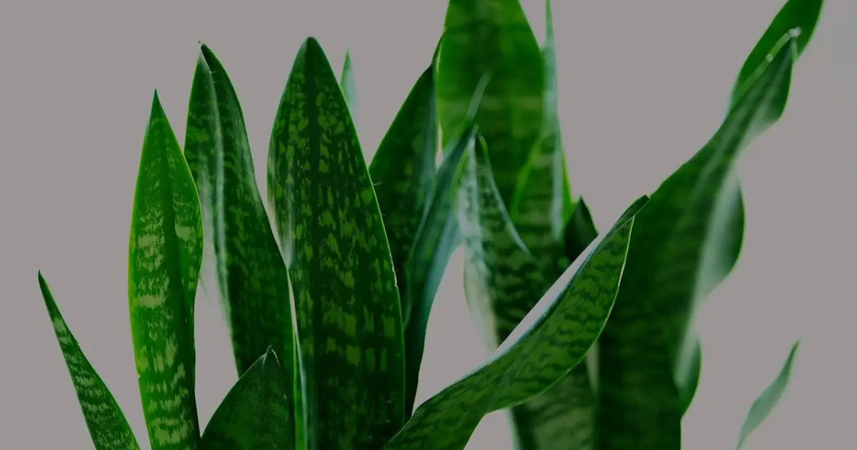 Zmijska biljka Sansevieria